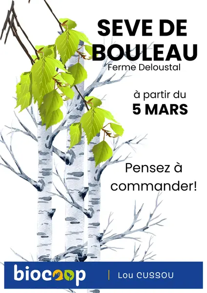 SEVE DE BOULEAU, c'est parti!